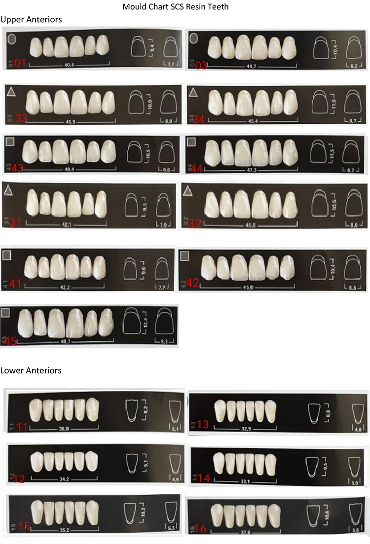 SCS Three layer Synthetic Resin Teeth